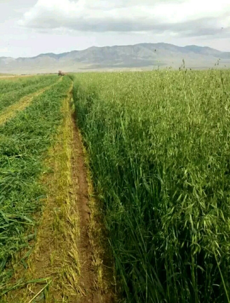 新鲜燕麦草2026年头茬燕麦草批发甘肃燕麦草种植基地燕麦