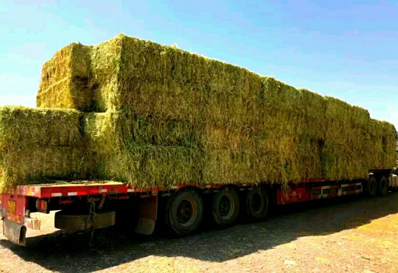 新鲜燕麦草2026年头茬燕麦草批发甘肃燕麦草种植基地燕麦