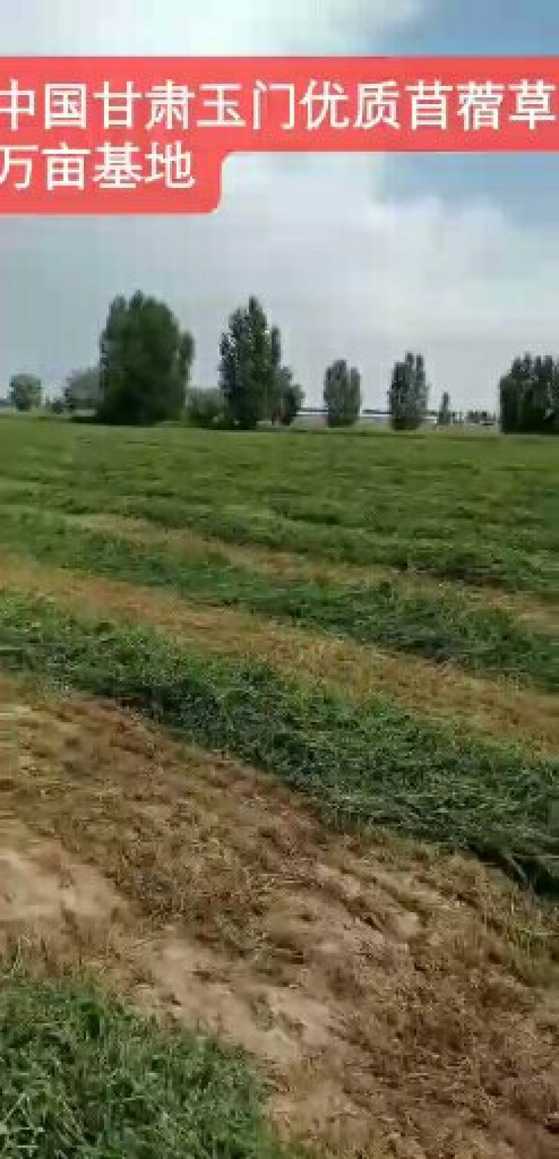 苜蓿草紫花苜蓿草批发加拿大进口种子培育苜蓿草蛋白高