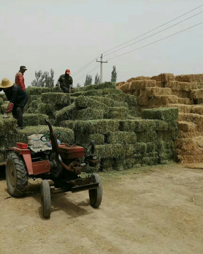 苜蓿草紫花苜蓿草批发加拿大进口种子培育苜蓿草蛋白高