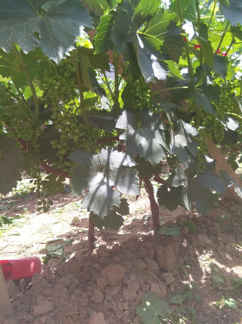 出售六年夏黑葡萄树