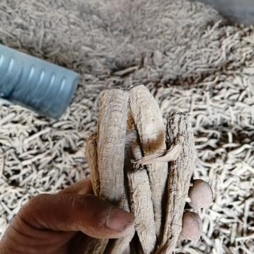 白芷，香白芷！干净！无杂质香料药用各种规格，质量保证！！