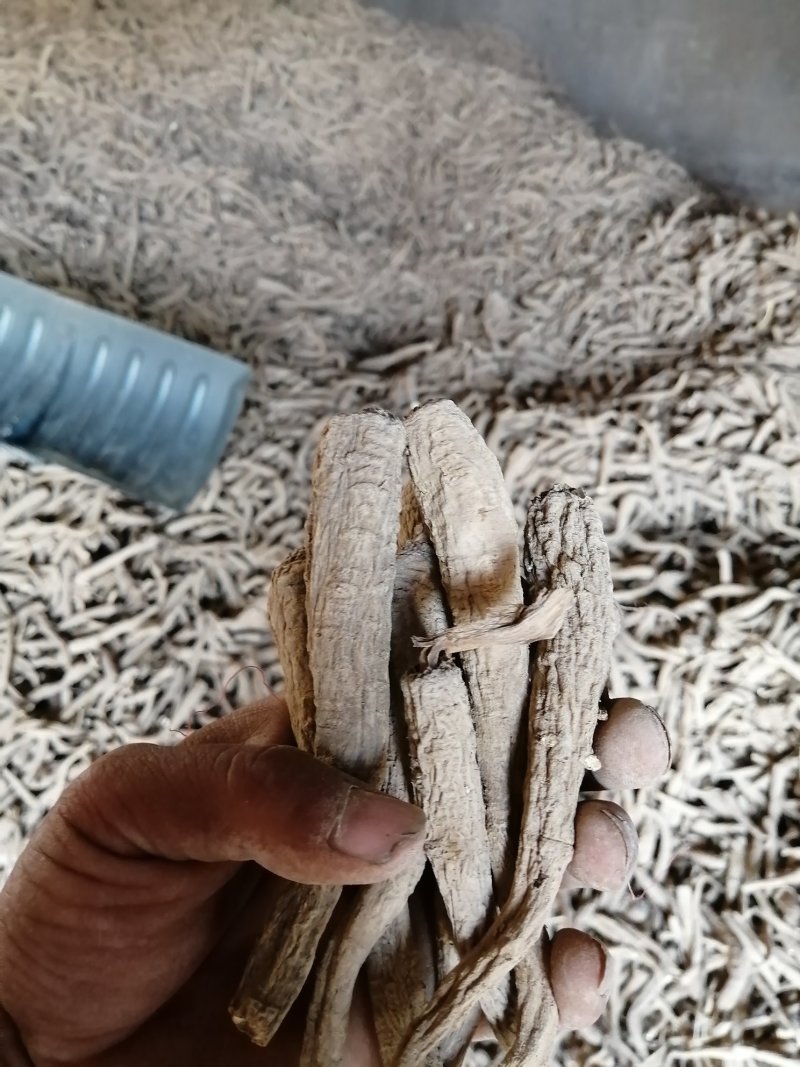 白芷，香白芷！干净！无杂质香料药用各种规格，质量保证！！