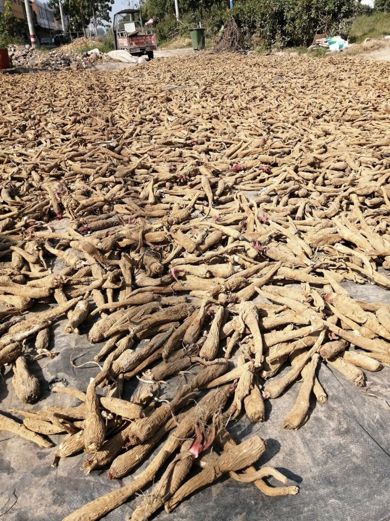 【推荐】白芷：亳白芷各种规格干净无杂质产地直发量大优包邮