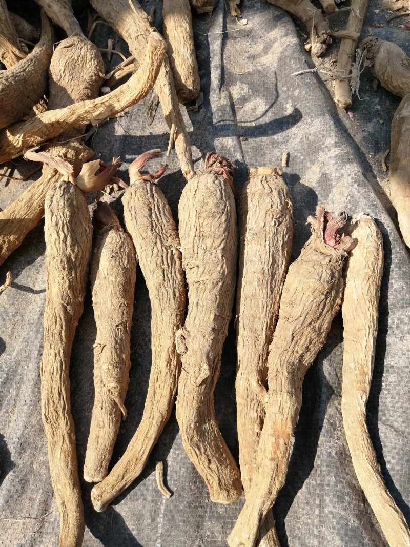 【推荐】白芷：亳白芷各种规格干净无杂质产地直发量大优包邮