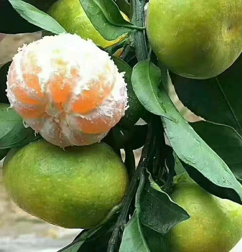四川资阳特早蜜橘，八月末上市皮薄多汁，产地发货，质量上乘