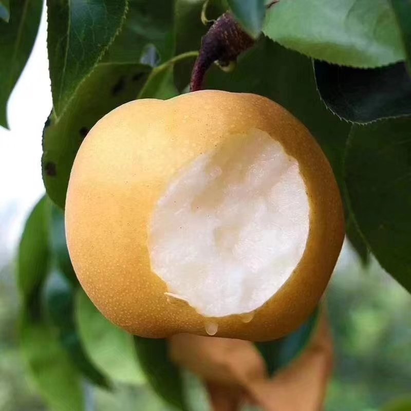 【优选秋月梨】河北陶县基地现发，对接全国客商欢迎洽谈合作
