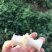 【优选秋月梨】河北陶县基地现发，对接全国客商欢迎洽谈合作