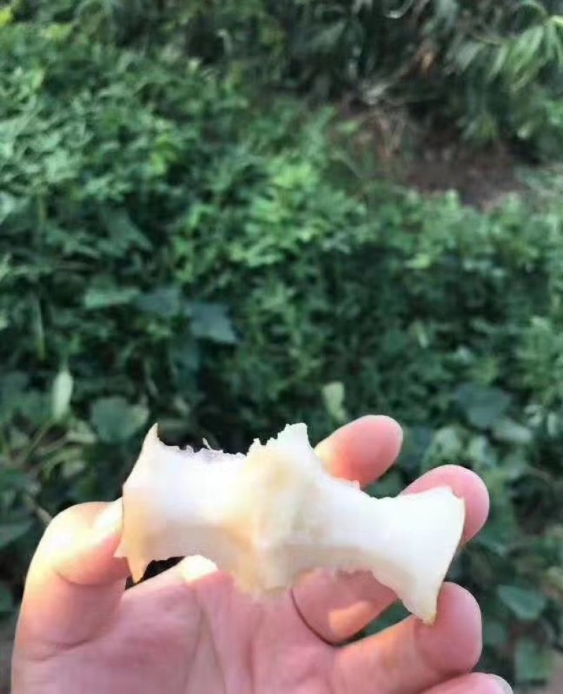 【优选秋月梨】河北陶县基地现发，对接全国客商欢迎洽谈合作