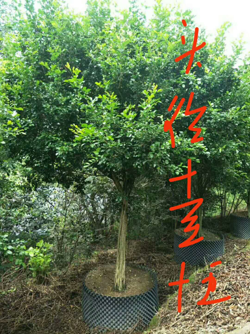 九里香，七里香，各种工程用途