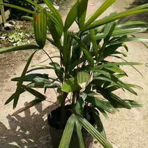 棕竹，室内室外小盆栽，绿化工程苗木