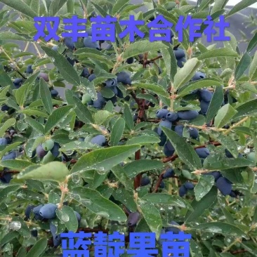 蓝靛果苗吉林基地直发量大优惠。包技术。服务好。