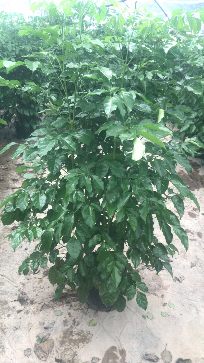 绿宝幸福树，室内，绿化工程苗木