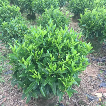 非洲茉莉，精品苗木绿化苗木