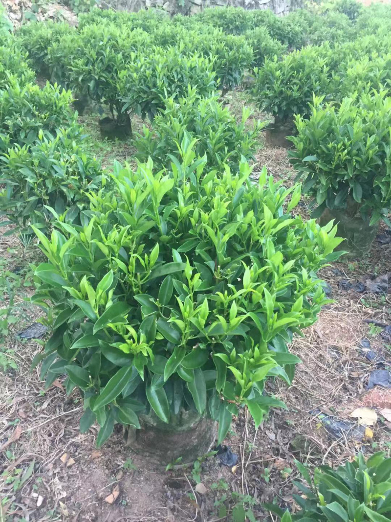 非洲茉莉，精品苗木绿化苗木