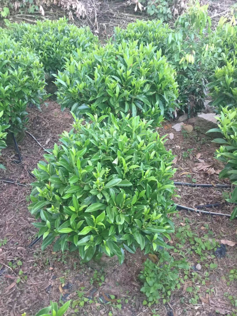 非洲茉莉，精品苗木绿化苗木