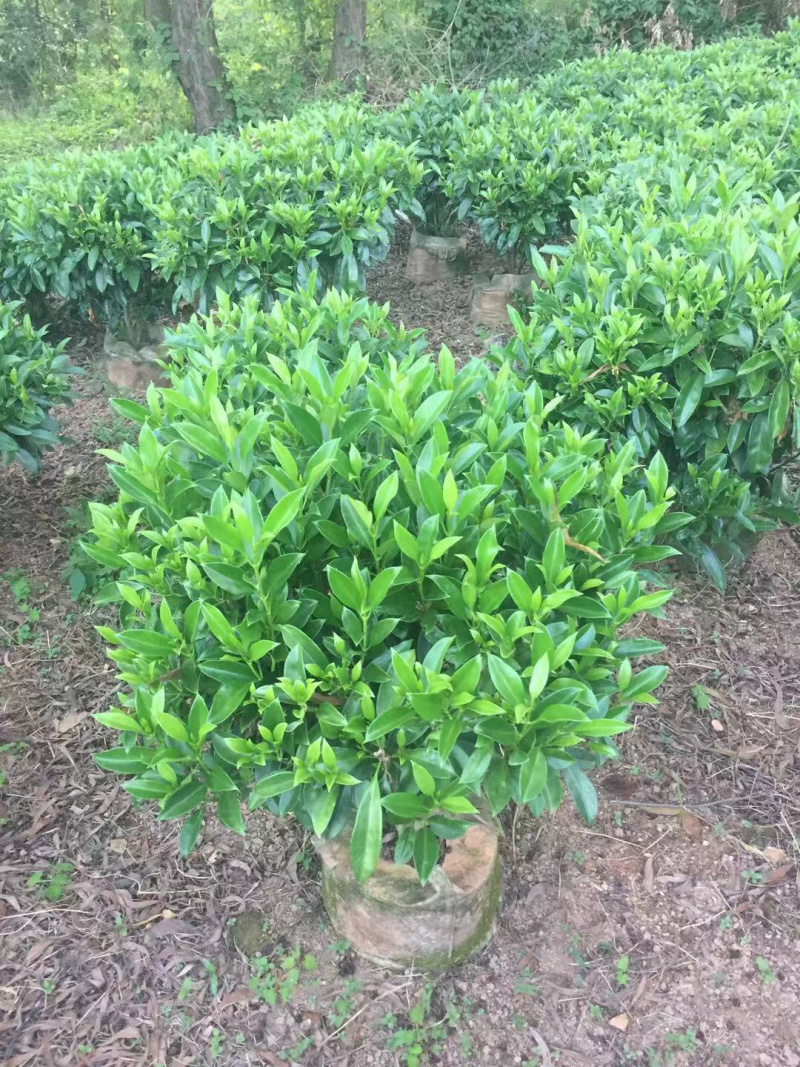 非洲茉莉，精品苗木绿化苗木