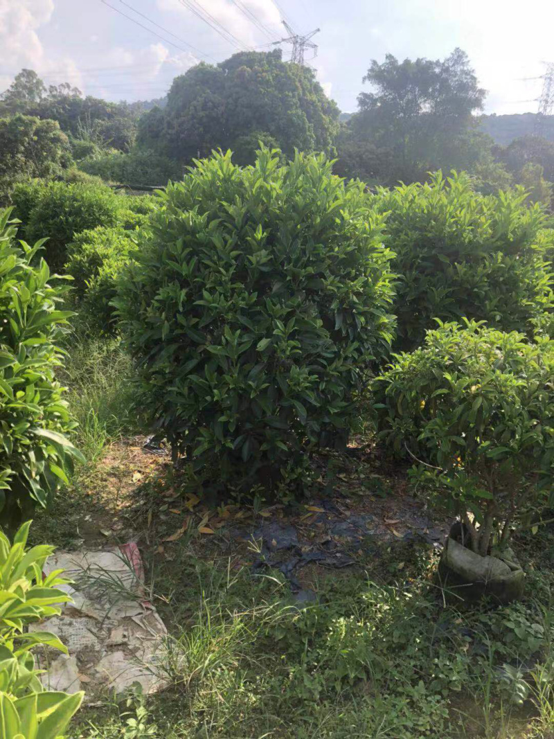非洲茉莉，精品苗木绿化苗木