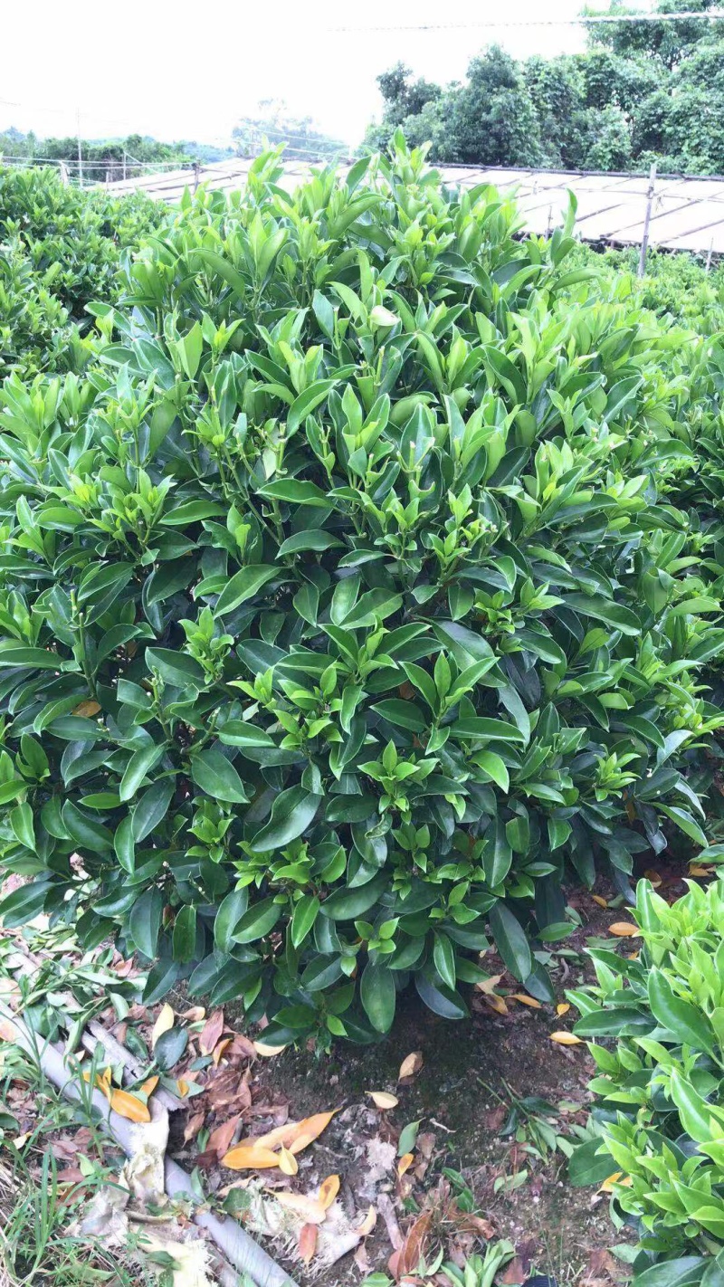 非洲茉莉，精品苗木绿化苗木