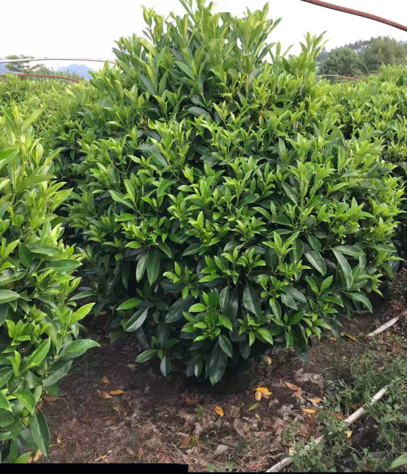 非洲茉莉，精品苗木绿化苗木
