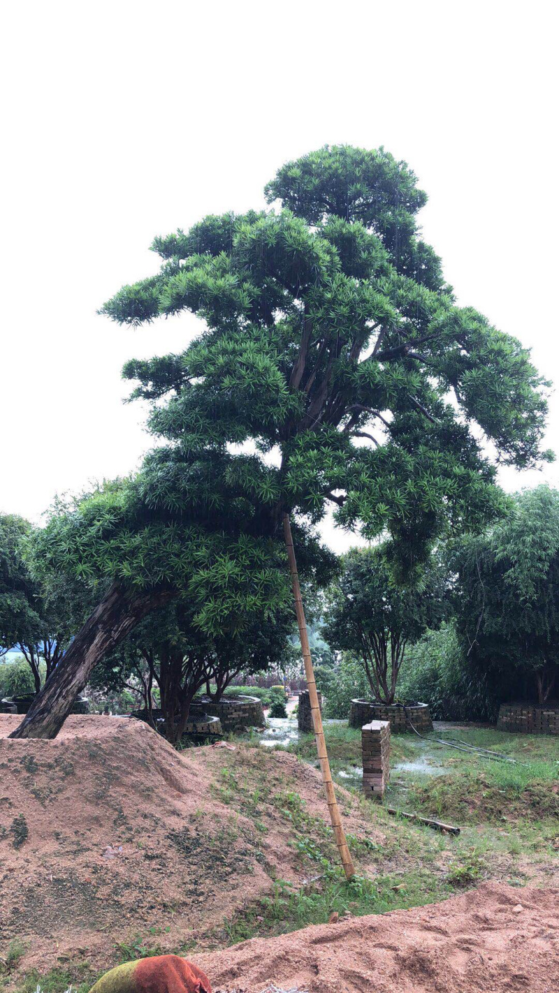 罗汉松，进口造型别墅苗木