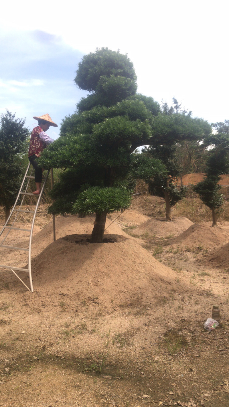 罗汉松，进口造型别墅苗木