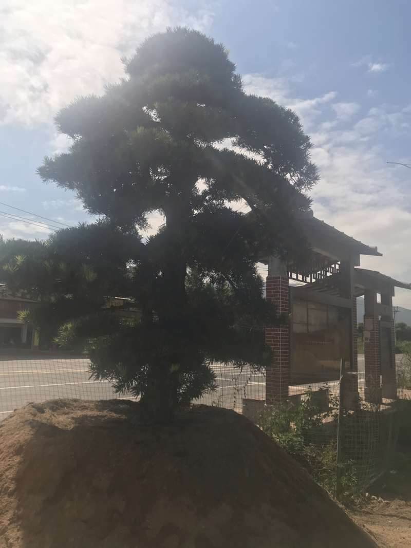 罗汉松，进口造型别墅苗木