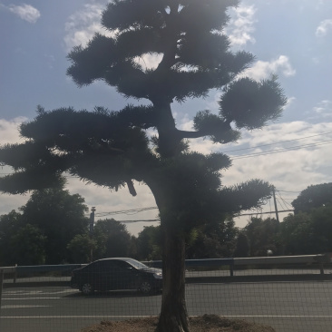 罗汉松，进口造型别墅苗木