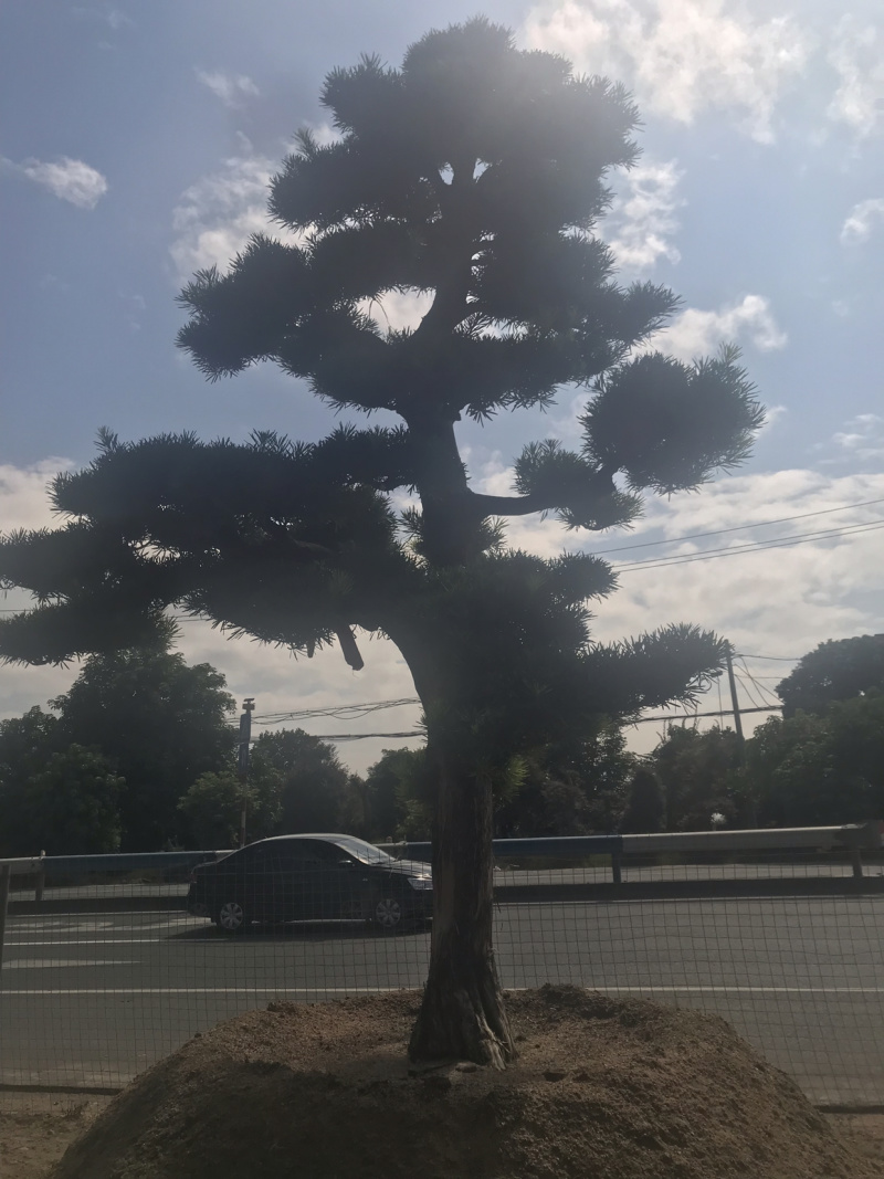 罗汉松，进口造型别墅苗木