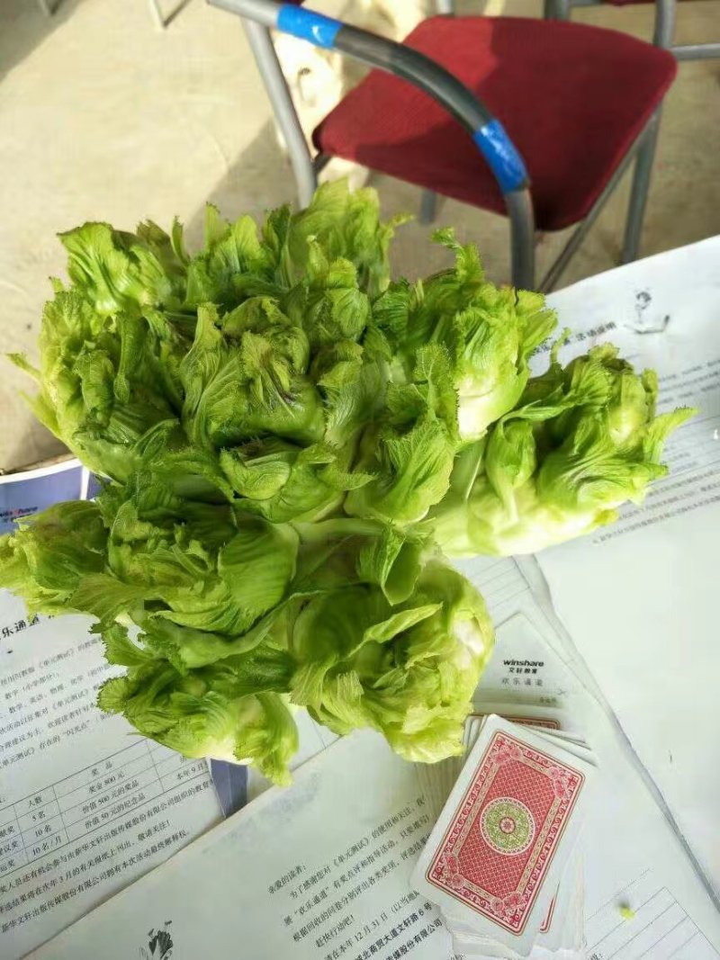 万亩儿菜基地，上市了中，有需要的老板提前预定，因为我们的
