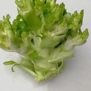万亩儿菜基地，上市了中，有需要的老板提前预定，因为我们的