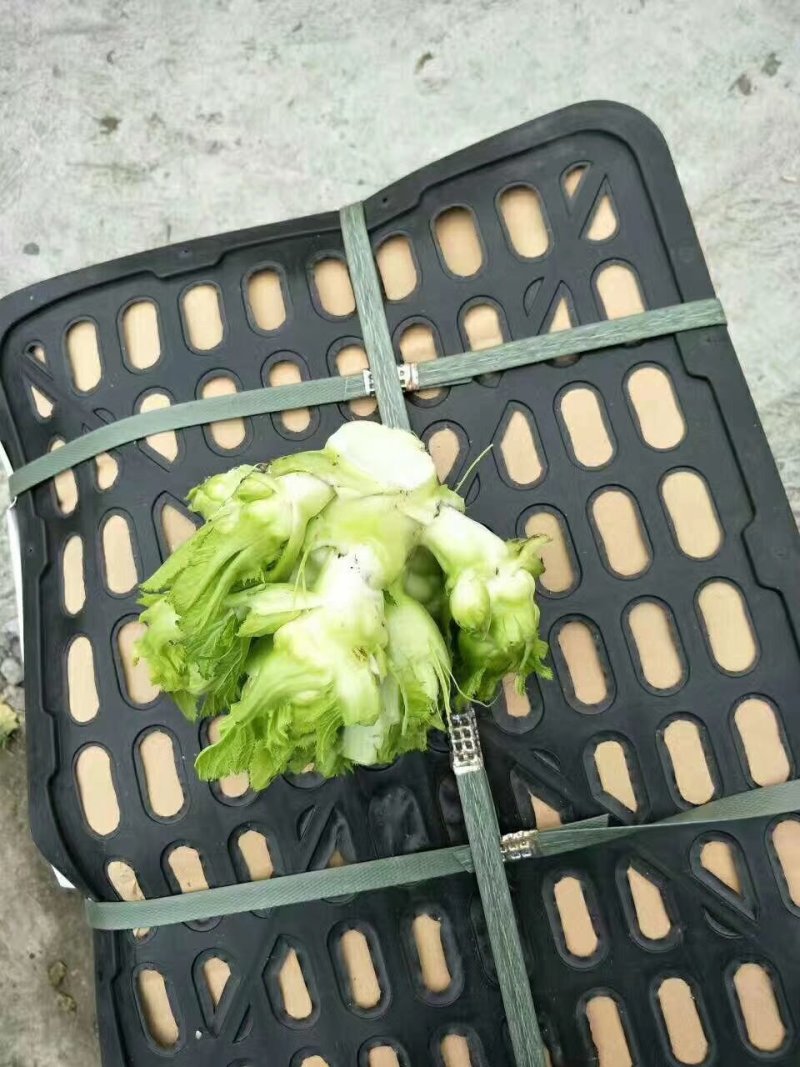 万亩儿菜基地，上市了中，有需要的老板提前预定，因为我们的