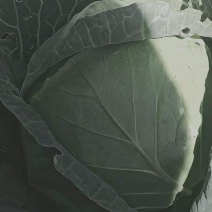 圆包菜
