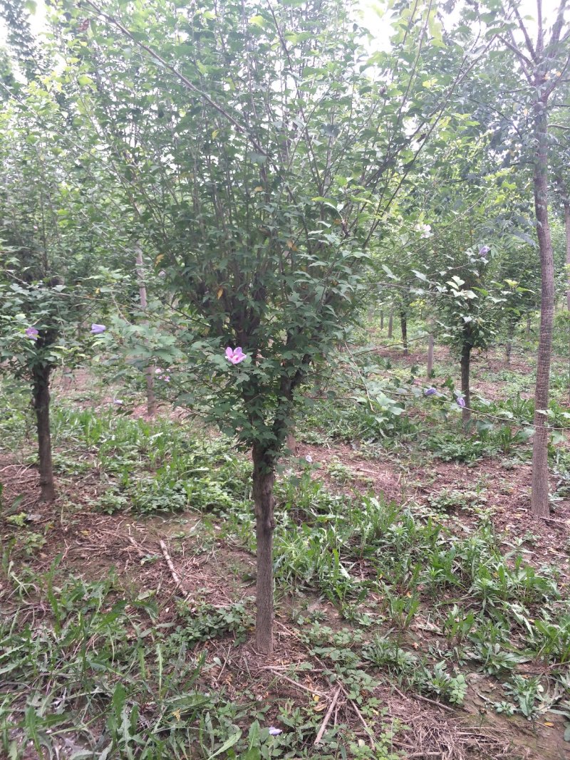 木槿5-8公分