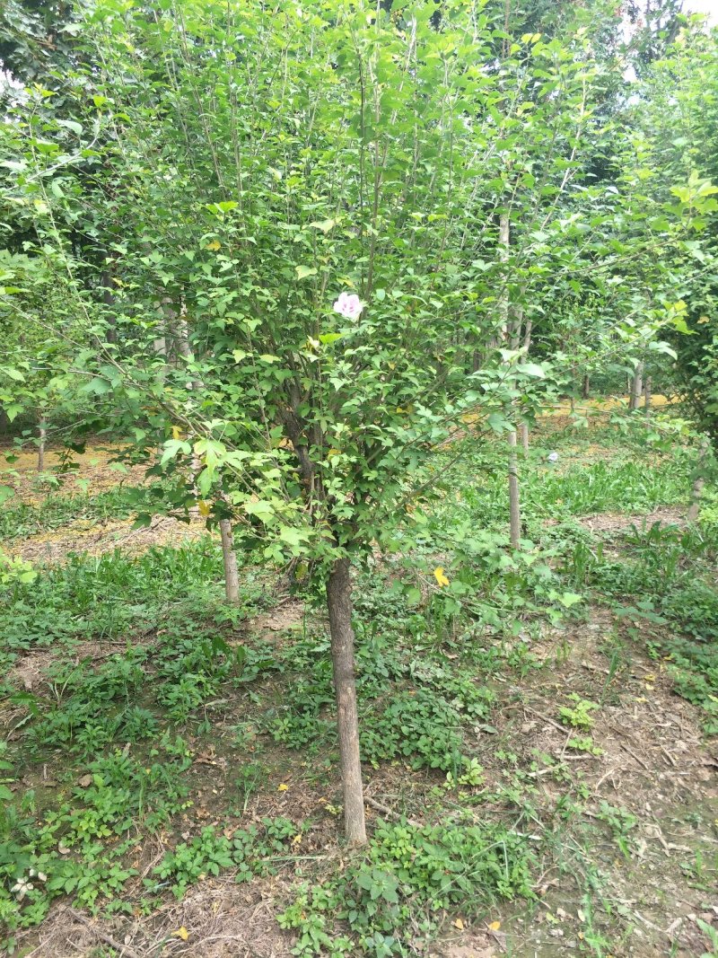 木槿5-8公分