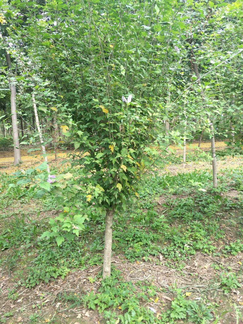 木槿5-8公分