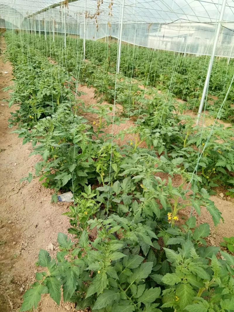 普罗旺斯西红柿苗厂直销