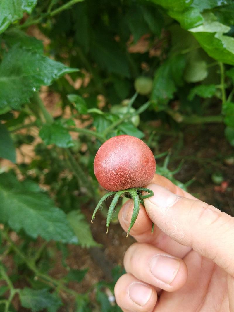 紫贝贝小西红柿苗厂家直销