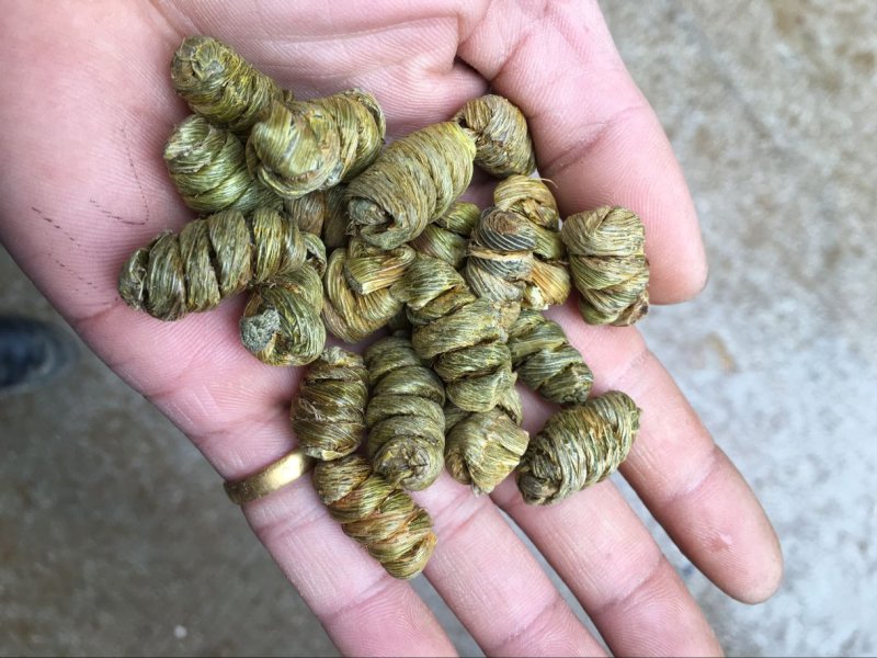 铁皮石斛枫斗精品紫色石斛仿野生大颗粒