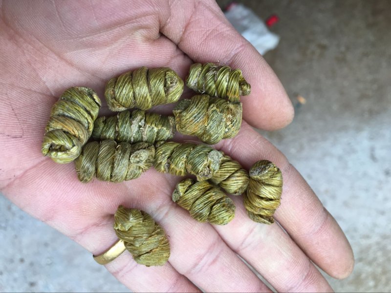 铁皮石斛枫斗精品紫色石斛仿野生大颗粒