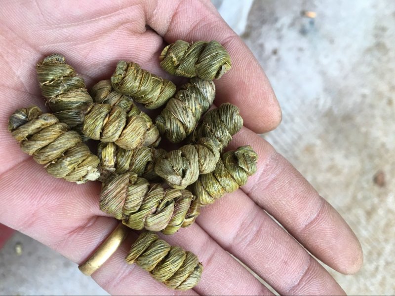 铁皮石斛枫斗精品紫色石斛仿野生大颗粒
