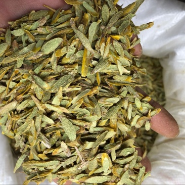 铁皮石斛片切片霍山仿野生石斛枫斗