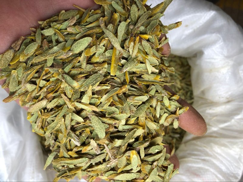铁皮石斛片切片霍山仿野生石斛枫斗