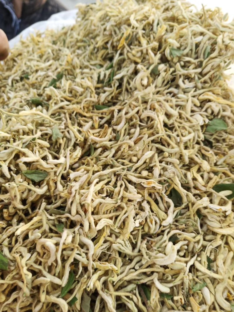 金银花统花常年大量供应山东道地各种中药材