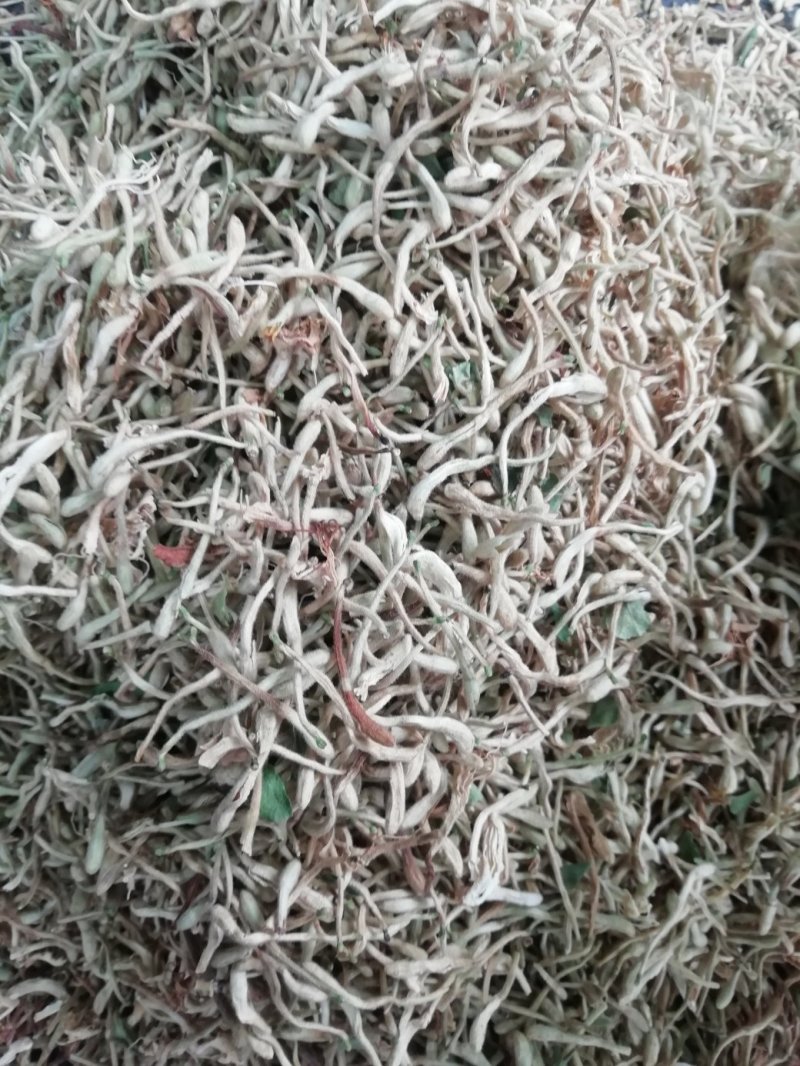 金银花统花常年大量供应山东道地各种中药材