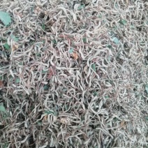 金银花统花常年大量供应山东道地各种中药材