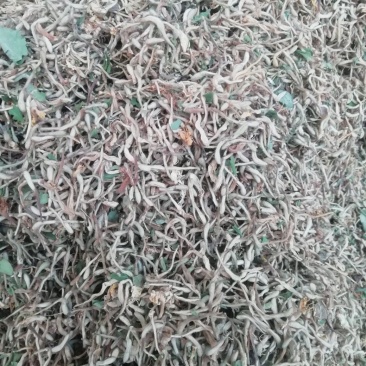 金银花统花常年大量供应山东道地各种中药材