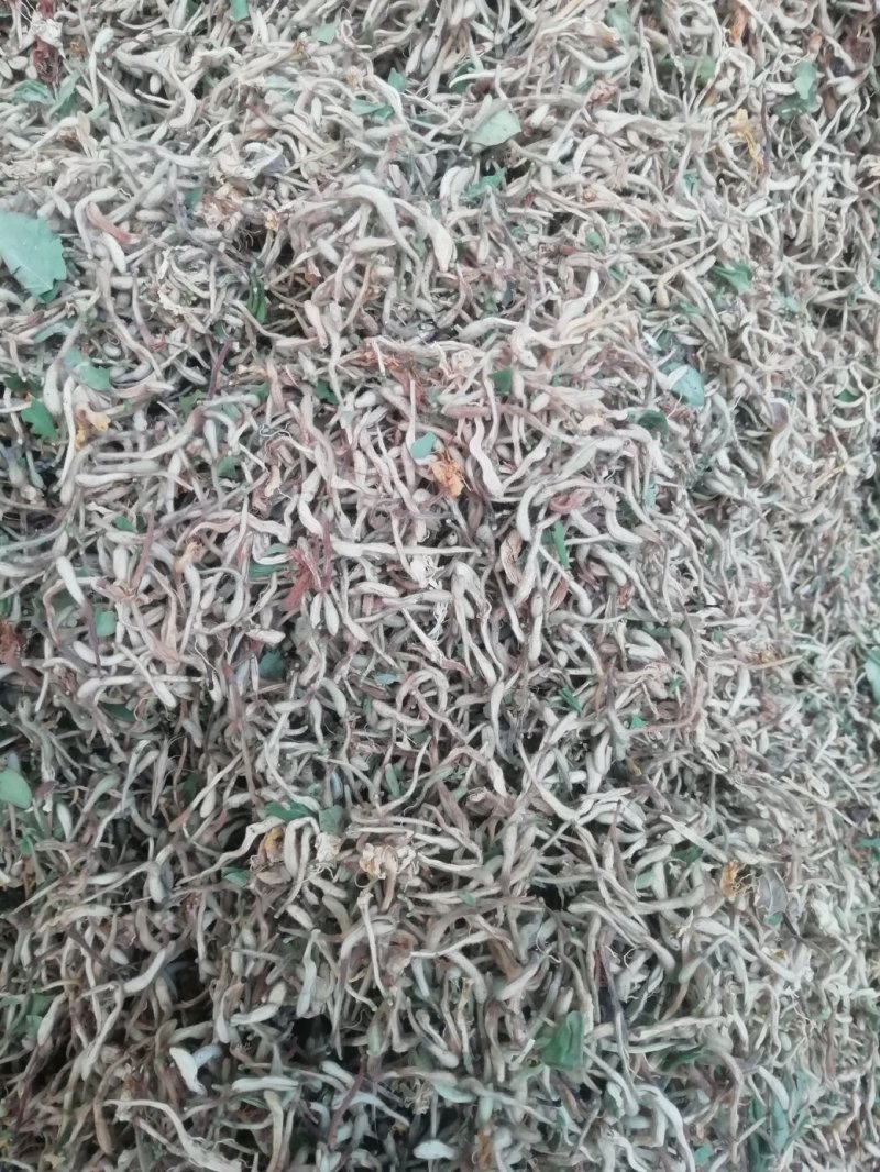 金银花统花常年大量供应山东道地各种中药材