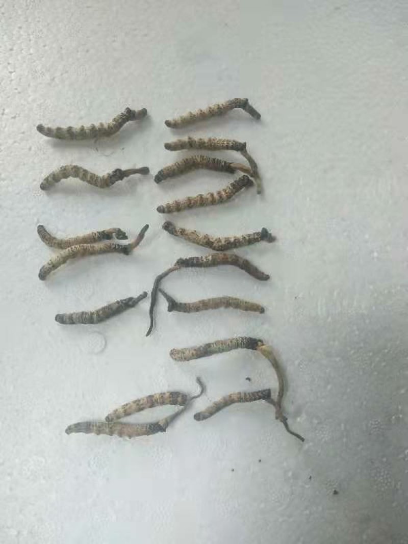冬虫夏草