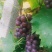 飓风葡萄